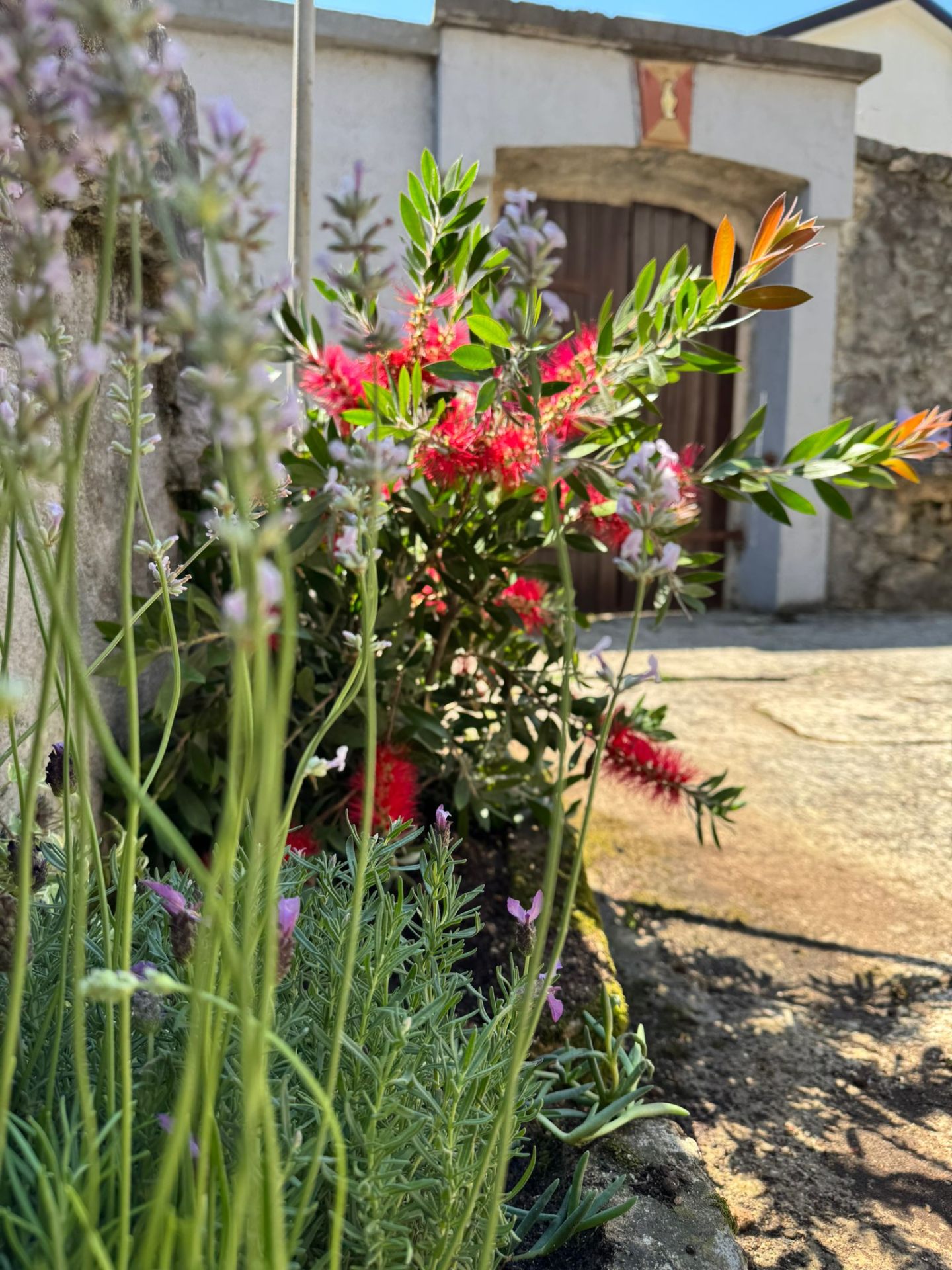 Bottlebrush and lavender at the courtyard gate