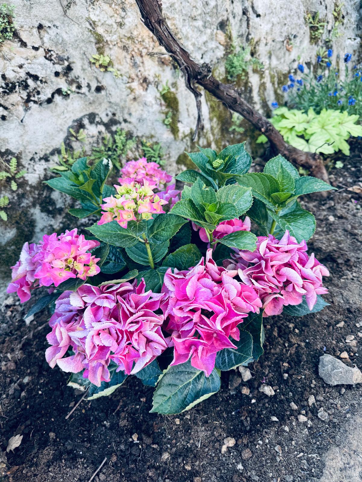 Pink hydrangea blooming against old stone wall