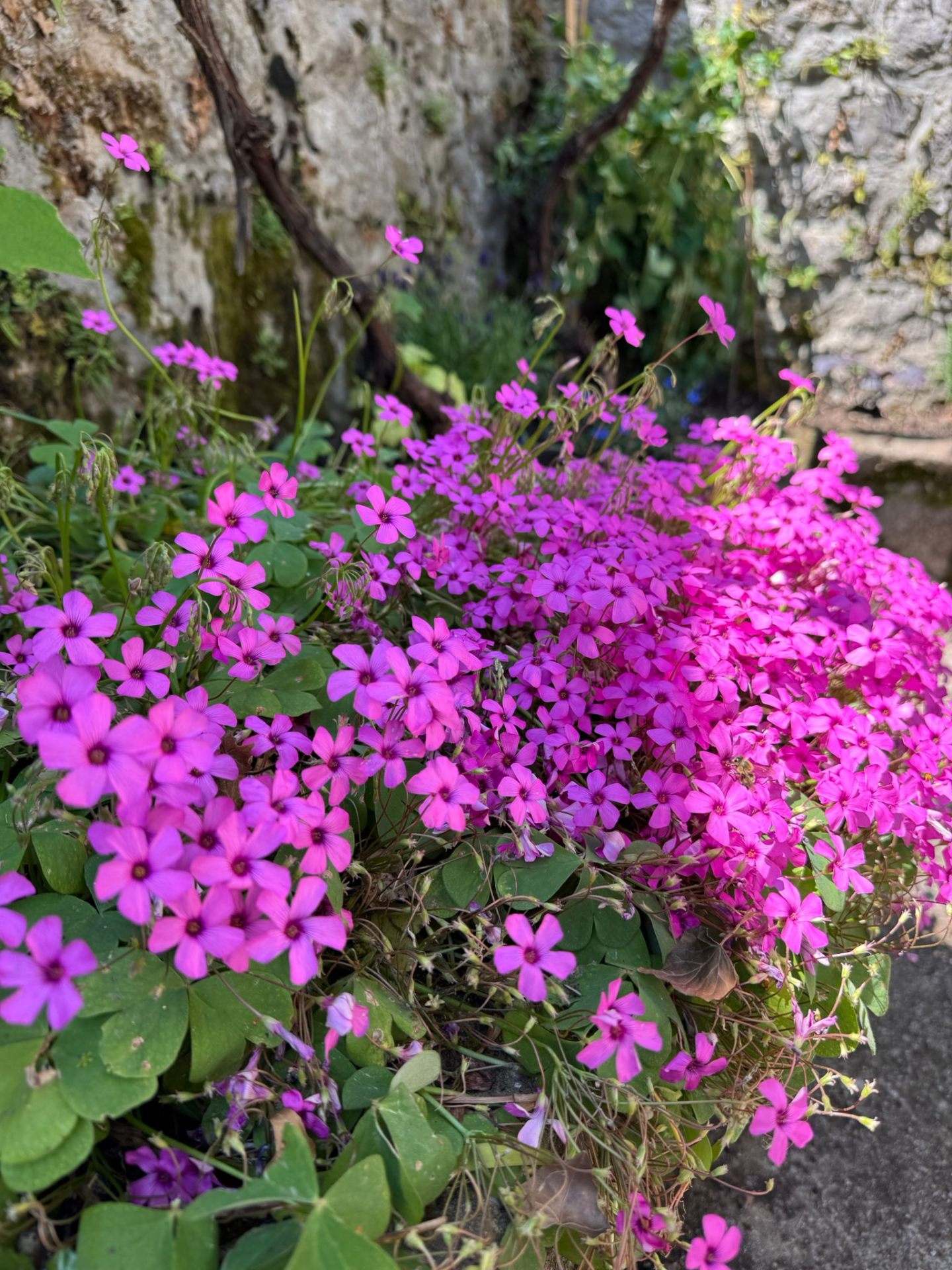 Pink oxalis blooming against the old stone wall