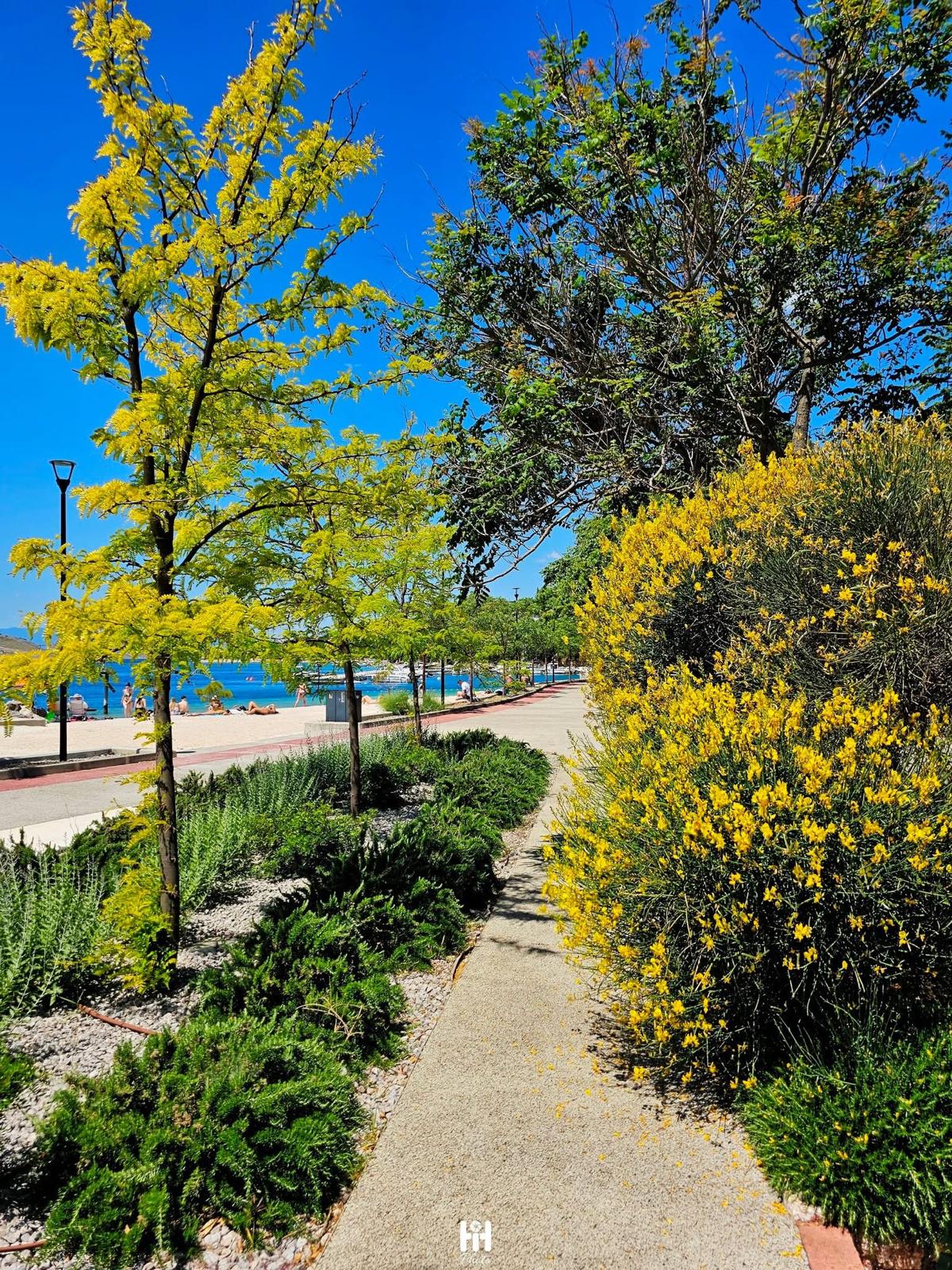 Seafront promenade with broom and mimosa in bloom