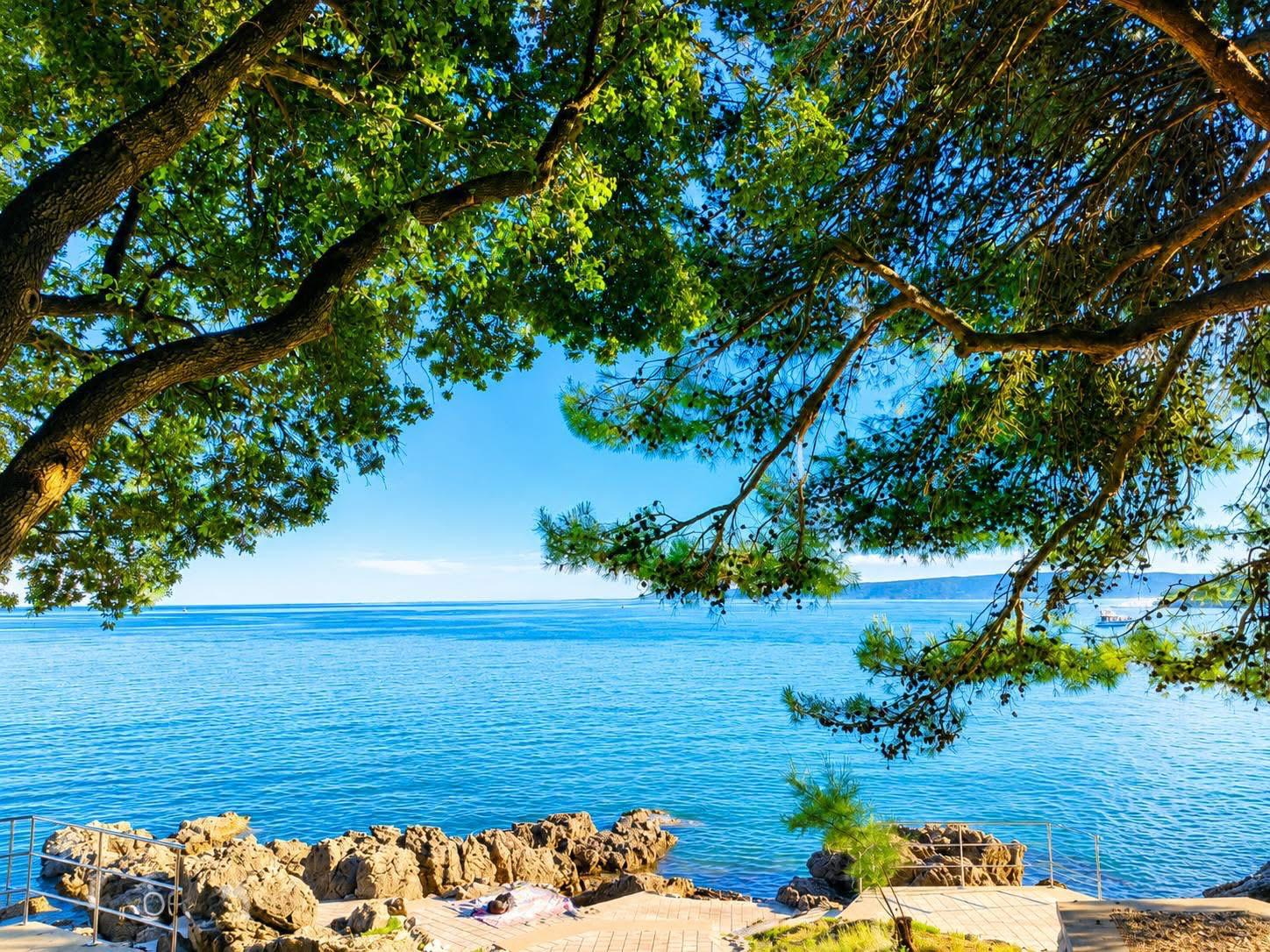 Adriatic sea framed by pine branches